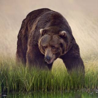 Teddy iPhone wallpaper