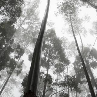 Forests iPhone wallpaper