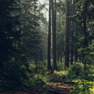 Forests iPhone wallpaper