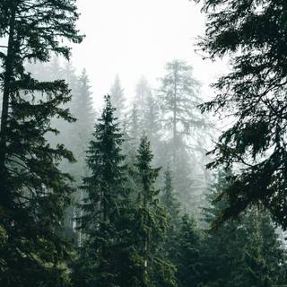 Forests iPhone wallpaper