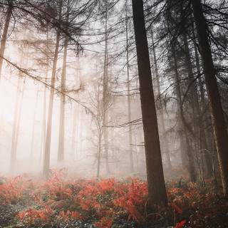 Forests iPhone wallpaper