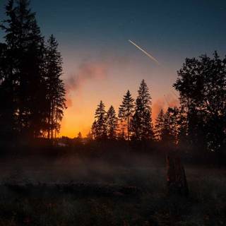 Forests iPhone wallpaper