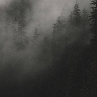 Forests iPhone wallpaper