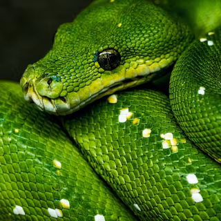 Reptile phone wallpaper