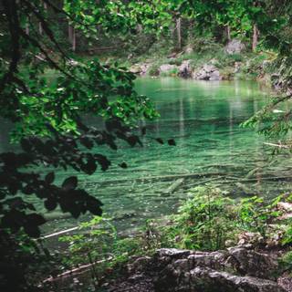 Forests iPhone wallpaper