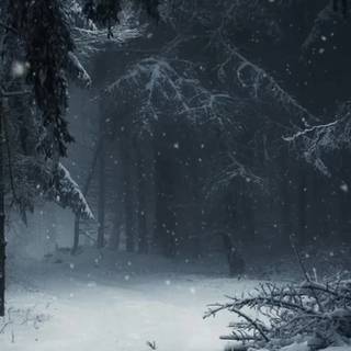 Forests iPhone wallpaper