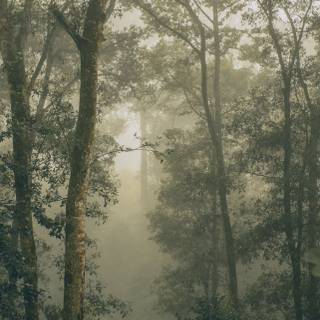 Forests iPhone wallpaper