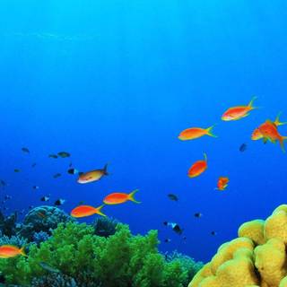 iPhone coral wallpaper