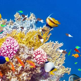 iPhone coral wallpaper