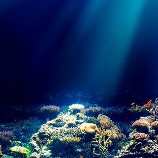 iPhone coral wallpaper