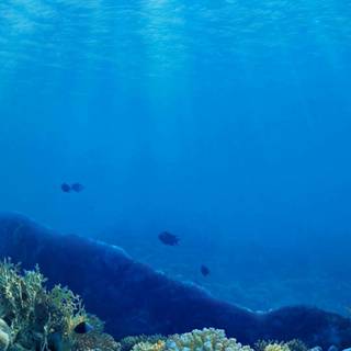 iPhone coral wallpaper