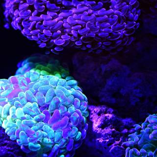 iPhone coral wallpaper