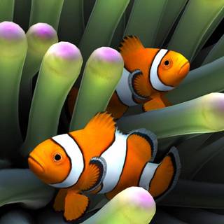 iPhone coral wallpaper