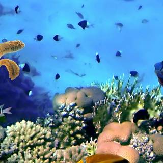 iPhone coral wallpaper