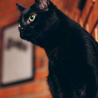 Cat aesthetic phone wallpaper