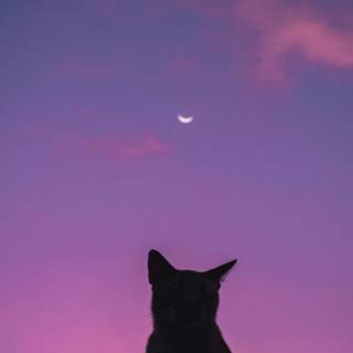 Cat aesthetic phone wallpaper