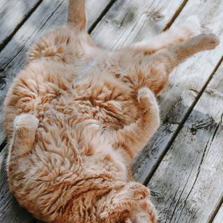 Cat aesthetic phone wallpaper