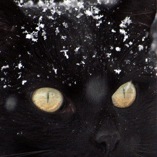 Cat aesthetic phone wallpaper