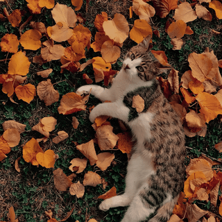 Cat aesthetic phone wallpaper