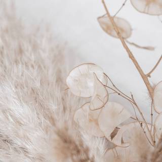 Aesthetic beige phone wallpaper