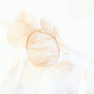 Aesthetic beige phone wallpaper