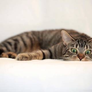 Cute tabby cats wallpaper