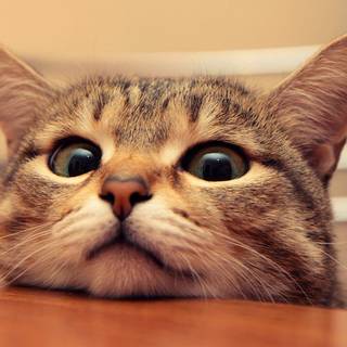 Cute tabby cats wallpaper