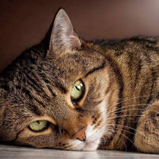 Cute tabby cats wallpaper