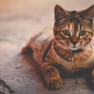 Cute tabby cats wallpaper