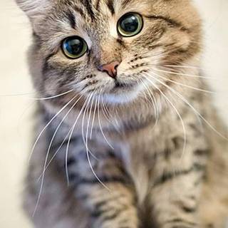 Cute tabby cats wallpaper
