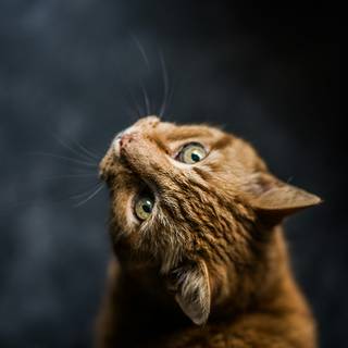 Cute tabby cats wallpaper