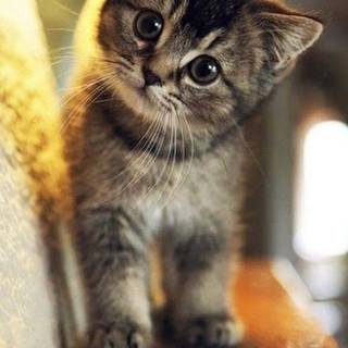 Cute tabby cats wallpaper