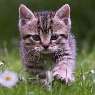 Cute tabby cats wallpaper