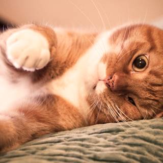 Cute tabby cats wallpaper