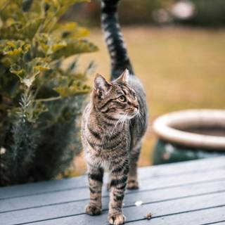 Cute tabby cats wallpaper