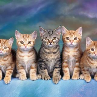 Cute tabby cats wallpaper