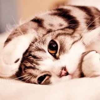 Cute tabby cats wallpaper