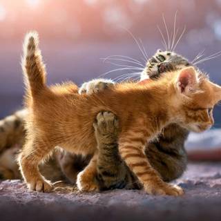 Cute tabby cats wallpaper