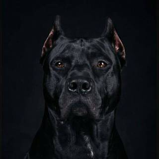 Black Cane Corso wallpaper