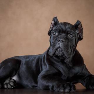 Black Cane Corso wallpaper