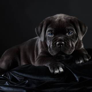 Black Cane Corso wallpaper