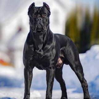 Black Cane Corso wallpaper