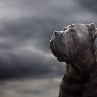 Black Cane Corso wallpaper