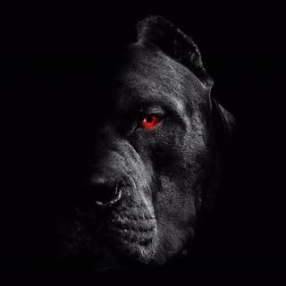 Black Cane Corso wallpaper
