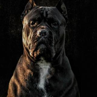 Black Cane Corso wallpaper