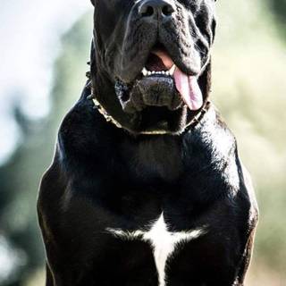 Black Cane Corso wallpaper