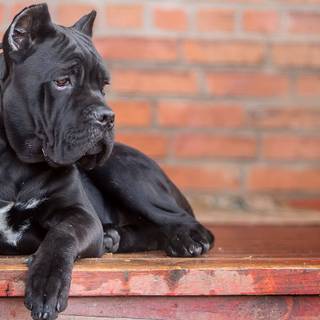 Black Cane Corso wallpaper