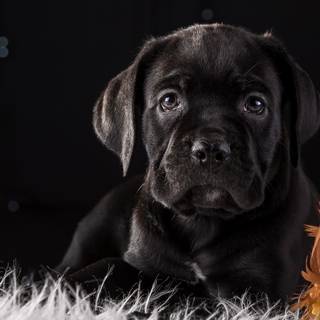 Black Cane Corso wallpaper