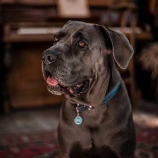 Black Cane Corso wallpaper