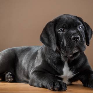 Black Cane Corso wallpaper